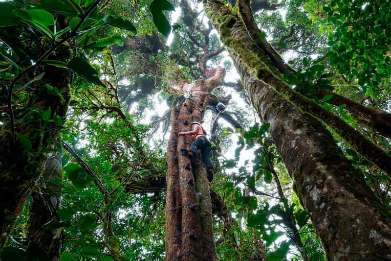 Monteverde Tree Climbing Adventure by Costa Rica Unexplored