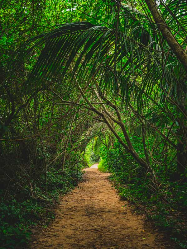 A walking trail at Cahuita National Park by Costa Rica Unexplored.