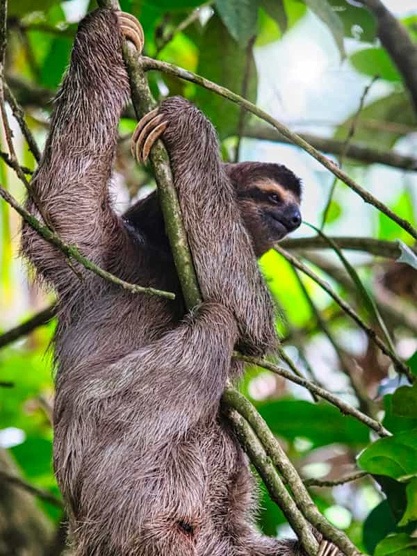 a sloth in a tree, this picture is from Cahuita National Park at Limón.