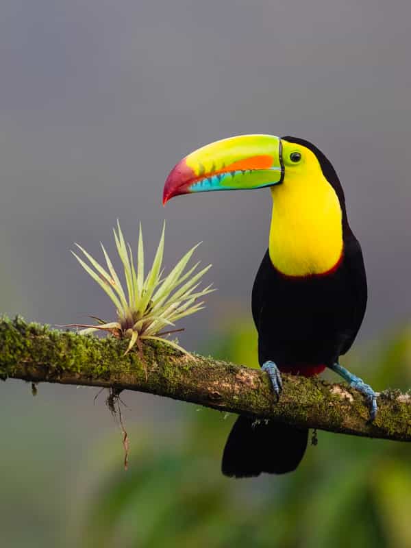 A colorful toucan in a tree, photo by Costa Rica Unexplored.