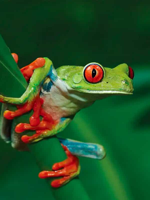 Little green frog with red eyes in a leaf, this picture is from wildlife.