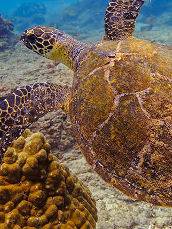 Sea turtle in the deeps of ocean.